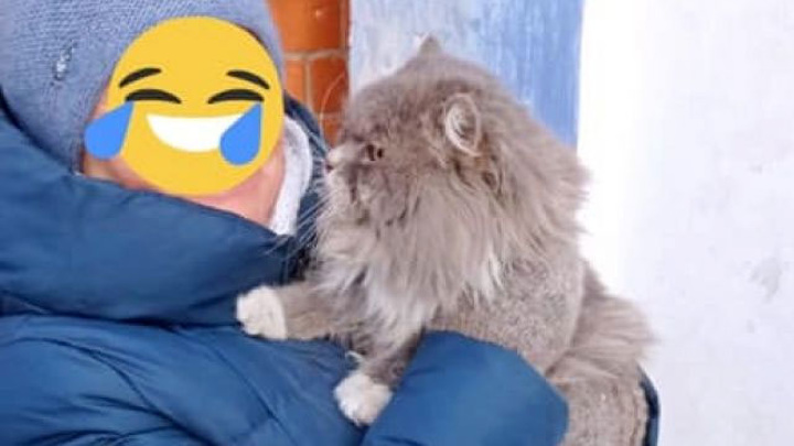 В Тольятти спасатели разрушили стену ради спасения кота
