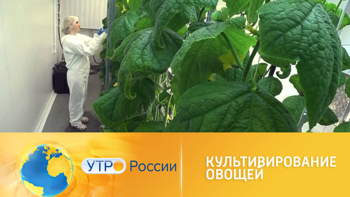Утро России. Свежие овощи зимой: секреты сибирских агрономов