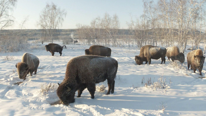 Вести в 20:00. В Якутии восстанавливают популяцию бизонов