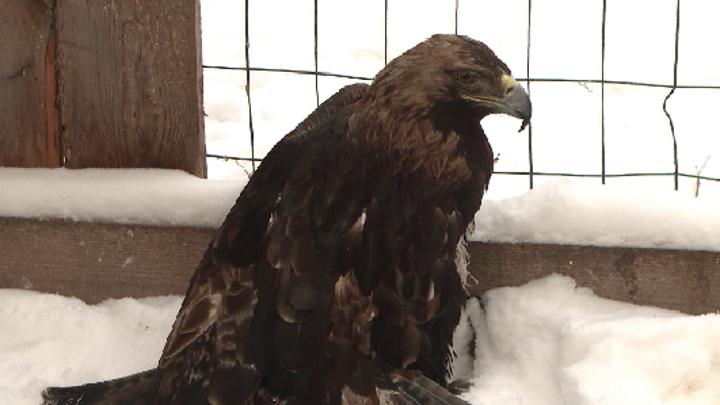 Однокрылый орел-могильник проходит реабилитацию на Урале
