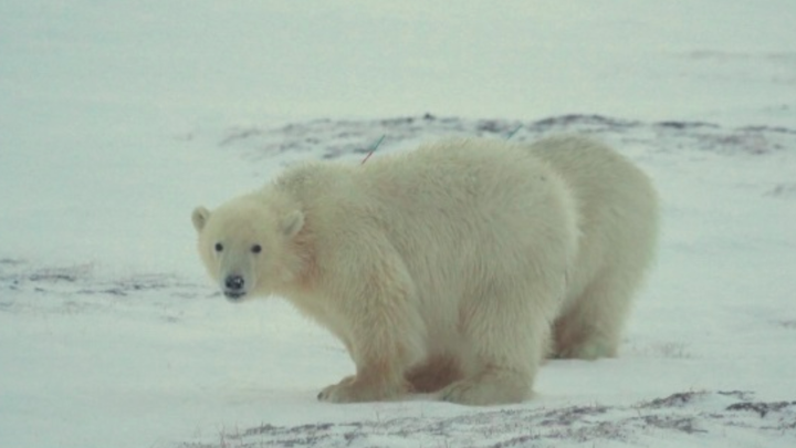 Белых медвежат снова эвакуируют с ямальского месторождения