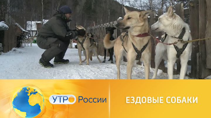 Утро России. Байкальские ездовые собаки признаны частью местной экосистемы