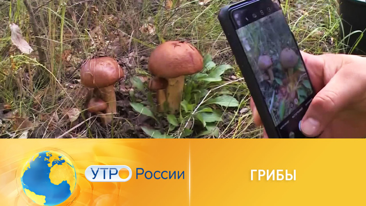 Утро России. Ученые провели первую перепись грибов