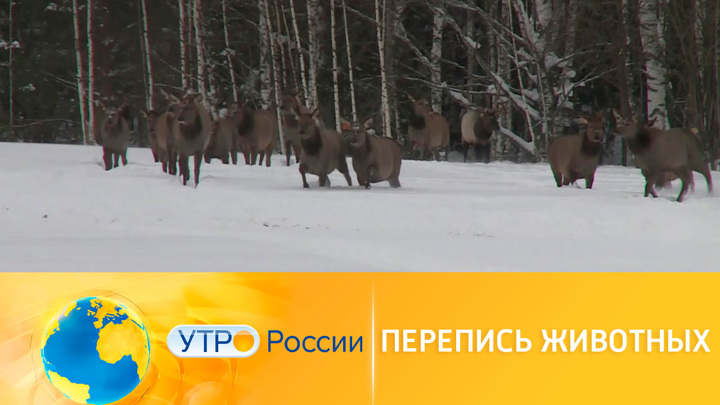 Утро России. В Нижегородской области пересчитают диких животных