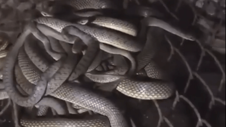 Семья купила дом в Анапе с десятками змей в подвале
