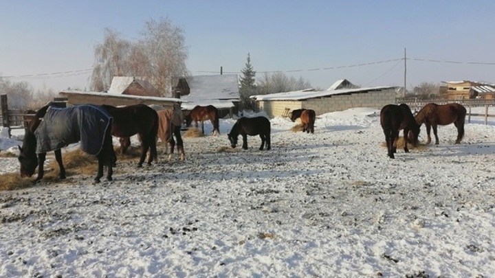 ВК/Приют для лошадей и других животных "Сармат"