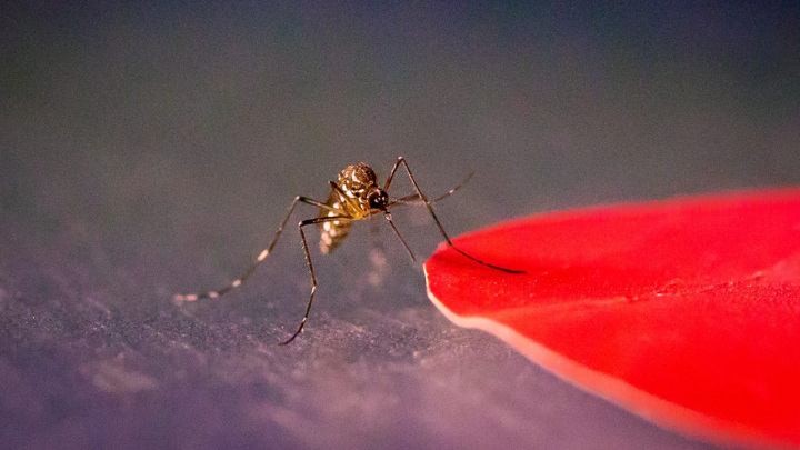 Помимо углекислого газа в воздухе, комары пользуются и визуальными ориентирами, чтобы найти ближайшую жертву.