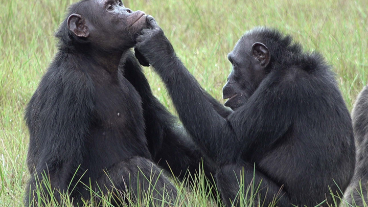 Обезьяны Рокси и Тея из сообщества около 45 шимпанзе, изучаемого группой Тобиаса Дешнера.