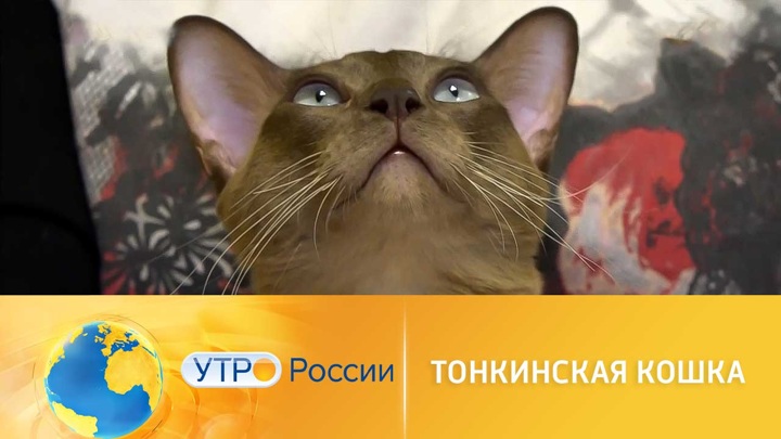 Утро России. Все о тонкинской кошке: характер и условия содержания