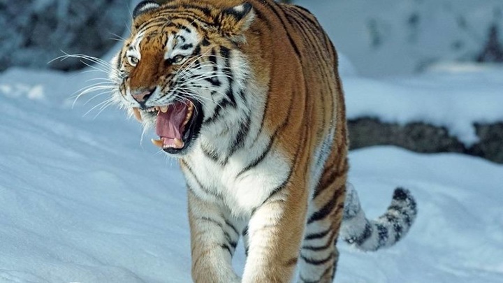 В Приморье отловили тигра, державшего в страхе целое село