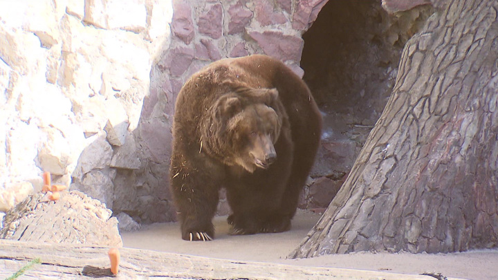 Вести-Москва. Медведи в столичном зоопарке вышли из зимней спячки