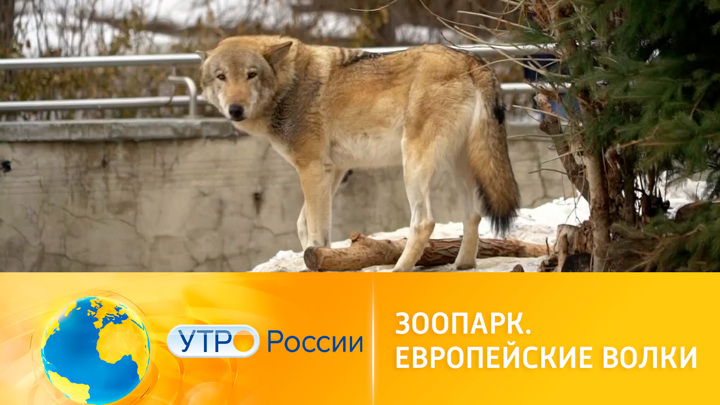 Утро России. Как живут волки в Московском зоопарке