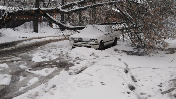 Во Владимире под тяжестью апрельского снега дерево рухнуло на машину