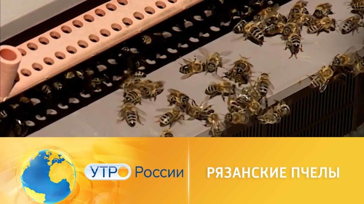 Утро России. Российские пчеловоды готовятся к новому сезону