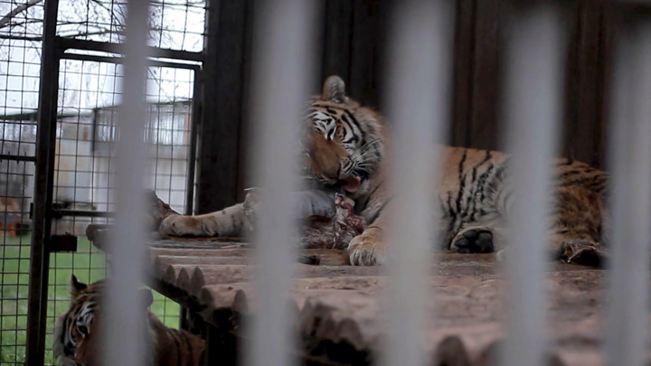 Страшные дни позади: зоопарк Мариуполя получил все необходимое