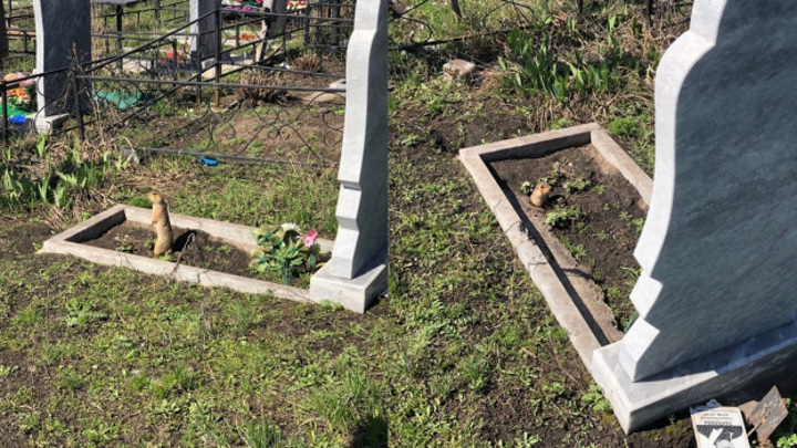 Суслики разоряют могилы на кладбище в Тольятти