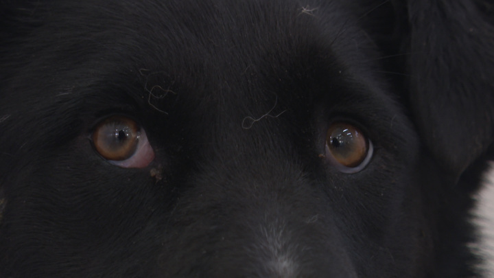 Администрация Иркутска объявила аукцион на отлов бездомных собак в городе
