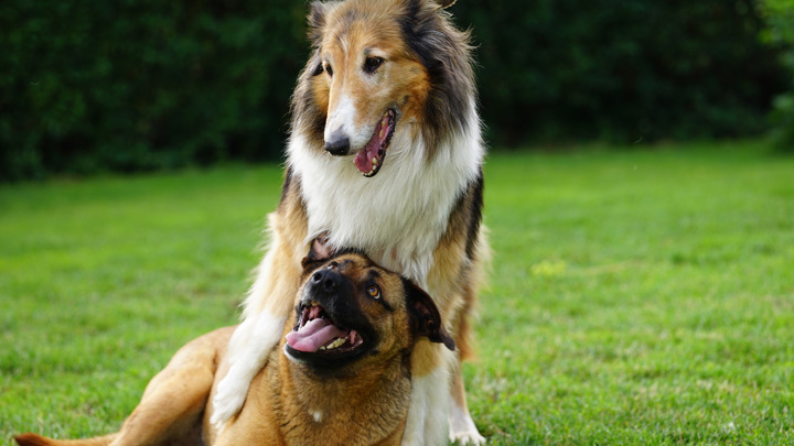 Разные породы собак генетически различаются в основном внешностью. А вот характер каждой собаки мало зависит от генетики породы.