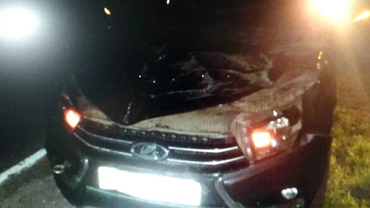 Два лося погибли в ДТП на дорогах Чувашии