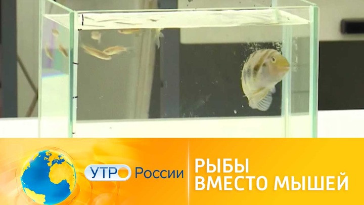 Утро России. Российские ученые тестируют лекарства на рыбах