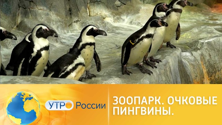 Утро России. Как живут очковые пингвины в Московском зоопарке