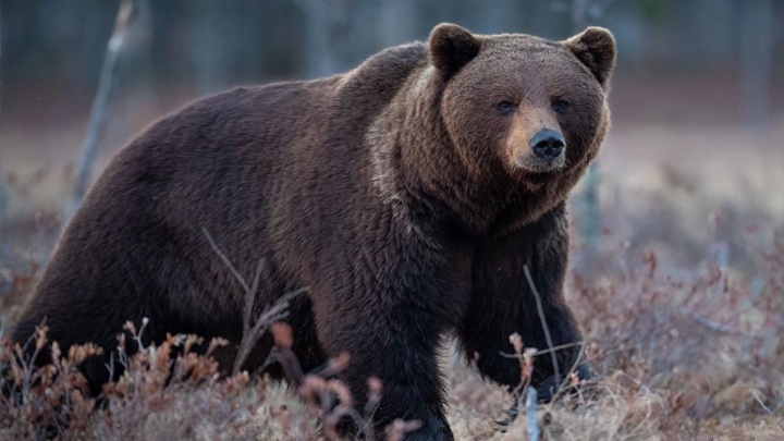 На Ямале активничают медведи: как вести себя при встрече с хищником