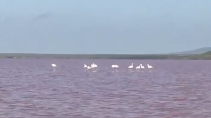 На розовом озере в Крыму заметили фламинго