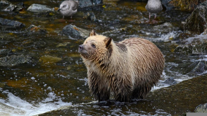 Трех медведей заметили вблизи некоторых сел Томской области