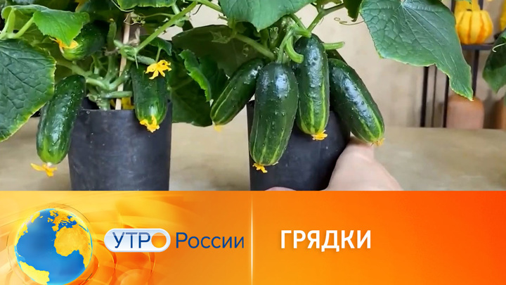 Утро России. Мобильное садоводство, или мини-огород на подоконнике