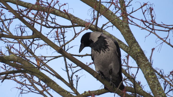 Бросил чипсы и убежал: агрессивная ворона обратила в бегство калининградца