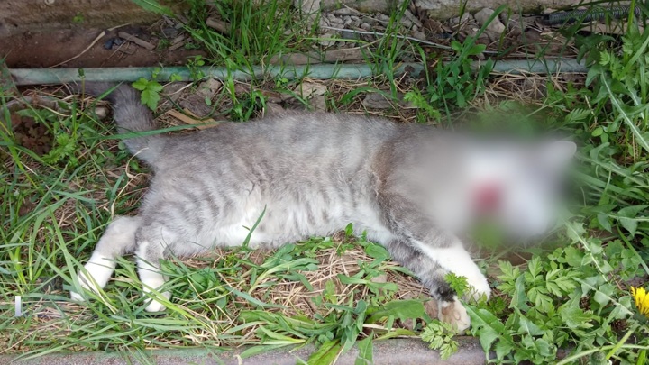 В Пустошке местный житель застрелил 10 котов из воздушного ружья