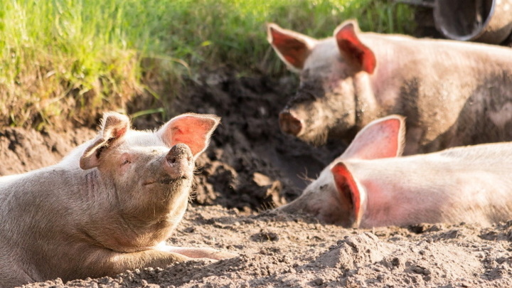 Почти 2,5 тысячи свиней проверили на АЧС в Приамурье