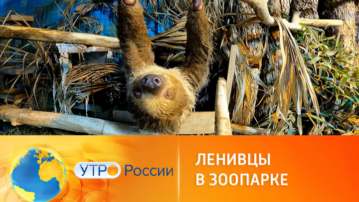 Утро России. Как живут ленивцы в Московском зоопарке