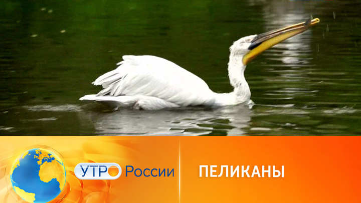 Утро России. Как живут пеликаны в Московском зоопарке