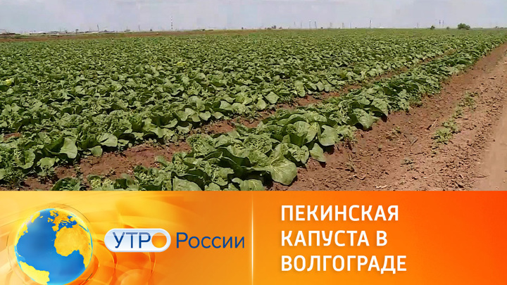 Утро России. В Волгограде собирают урожай пекинской капусты