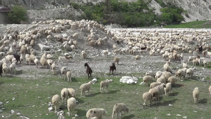 Вести в 20:00. Как постричь овцу: секреты дагестанских мастеров