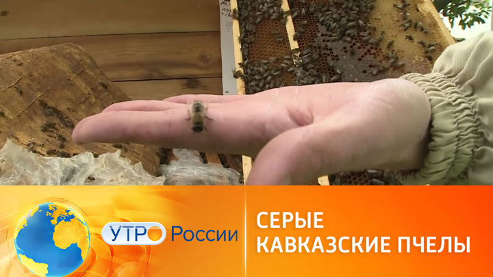 Утро России. В Сочи спасают популяцию серых кавказских пчел