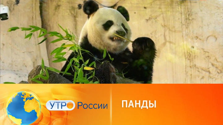Утро России. Как живут московские панды Жуи и Диндин