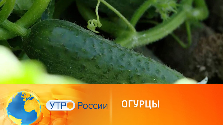 Утро России. В Волгоградской области собирают урожай огурцов