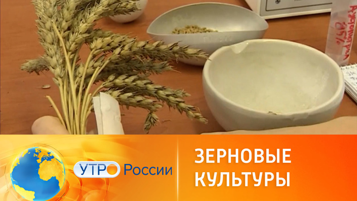 Утро России. В России выводят новые сорта зерновых культур