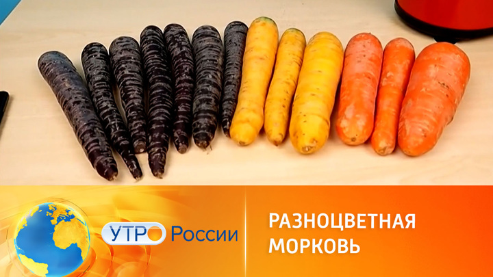 Утро России. Разноцветные чудеса: необычные сорта моркови