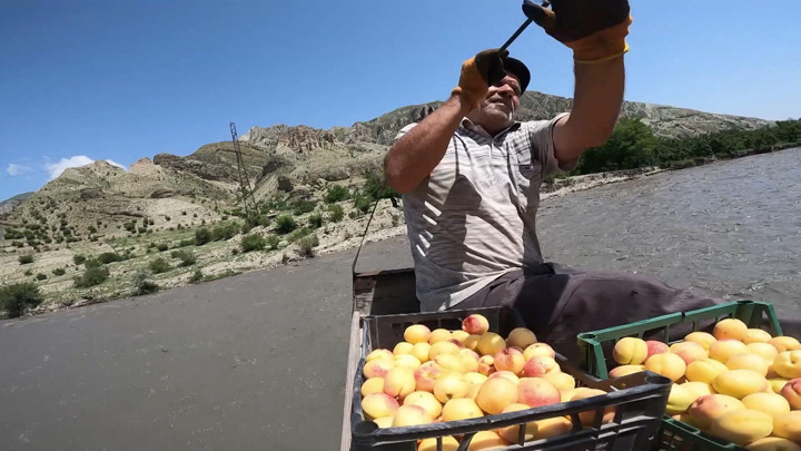 Вести в 20:00. В Дагестане ожидают небывалый урожай абрикосов