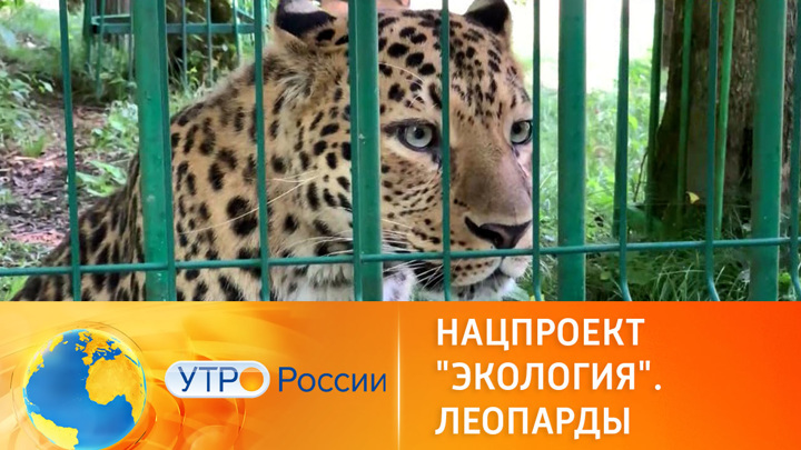 Утро России. Восстановление природной популяции леопардов в России