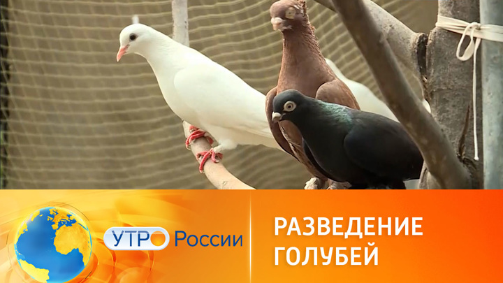 Утро России. В Адыгее энтузиасты обеспокоились судьбой голубей