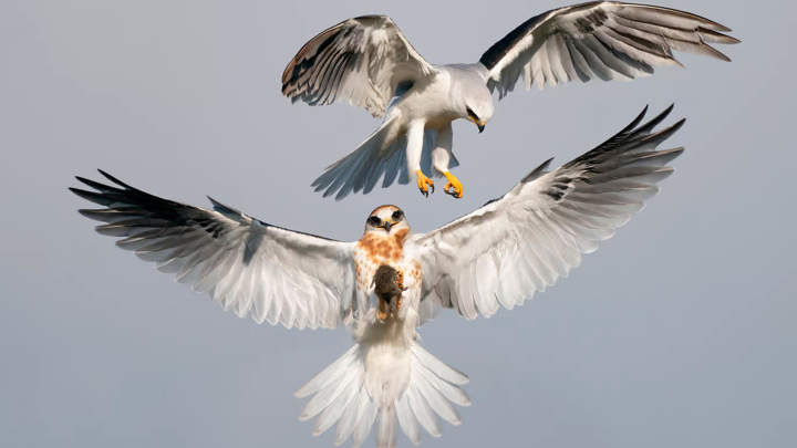 Для любителей птиц: представлены лучшие снимки 2022 Audubon Photo Awards