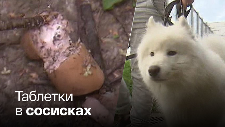 Вести-Москва. В Бутовском лесопарке кто-то травит собак