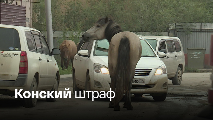 Вести в 20:00. В Якутске на штрафстоянку доставляют лошадей
