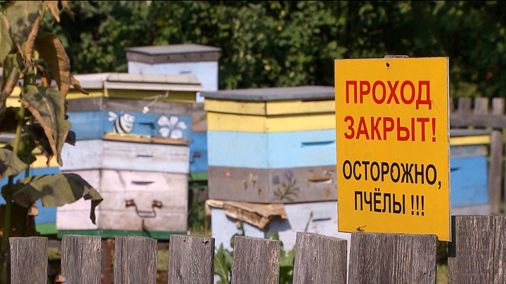 Вести в 20:00. Зюганов продемонстрировал всеобъемлющие знания о пчелах и меде