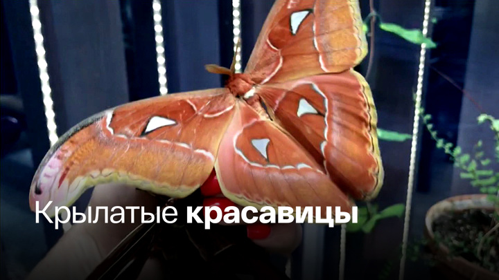 Вести-Москва. В Аптекарском огороде вышли из коконов бабочки-гиганты