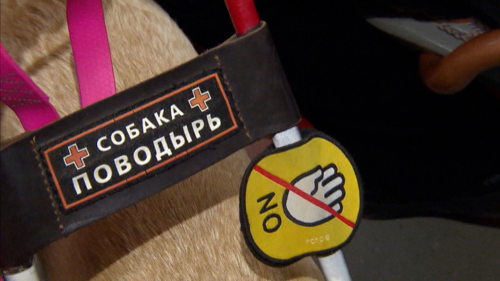 Вести-Москва. Собак-поводырей в метро учат вести себя на эскалаторе и не отвлекаться на кошек